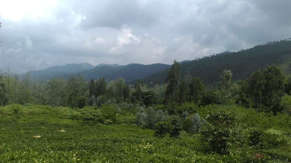 10 Agricultural, land for sale in Kotagiri